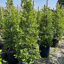 Indian Laurel Columns, Ficus nitida ‘Columns’ , Ficus tree, shade or Hedge and privacy 15gal Size
