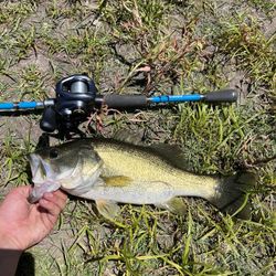 Shimano Curado Dc Combo
