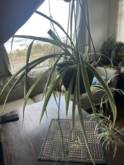 Spider Plant