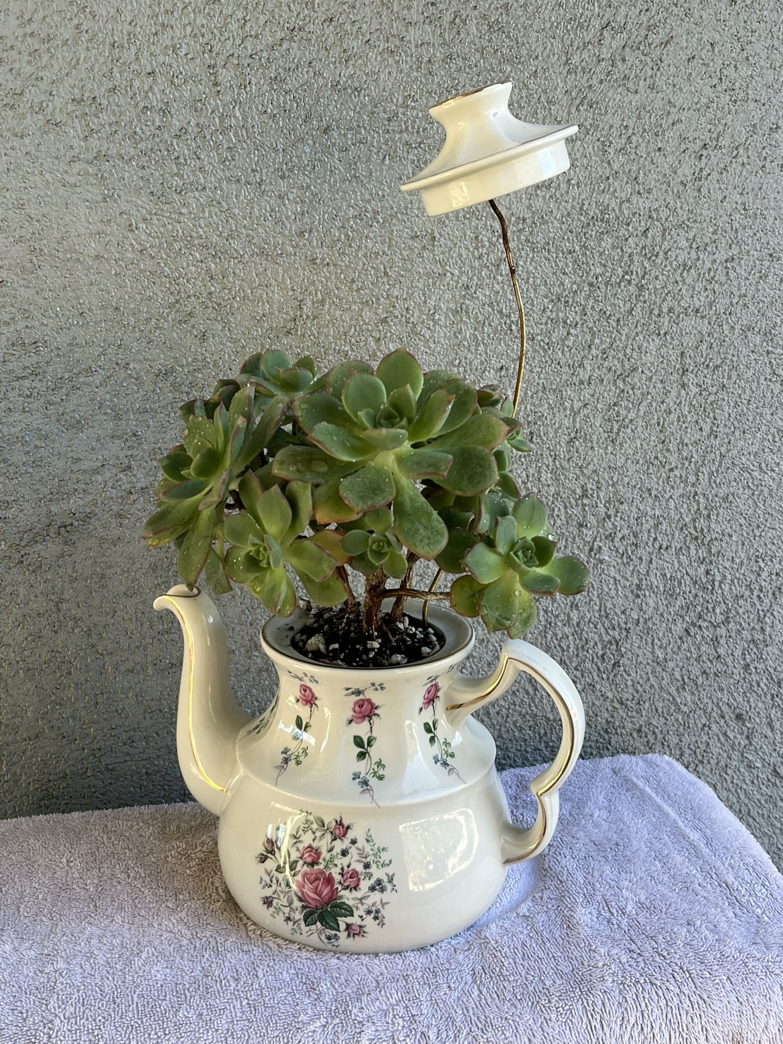 Teapot With Succulent