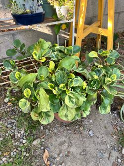 Baby rubber plant