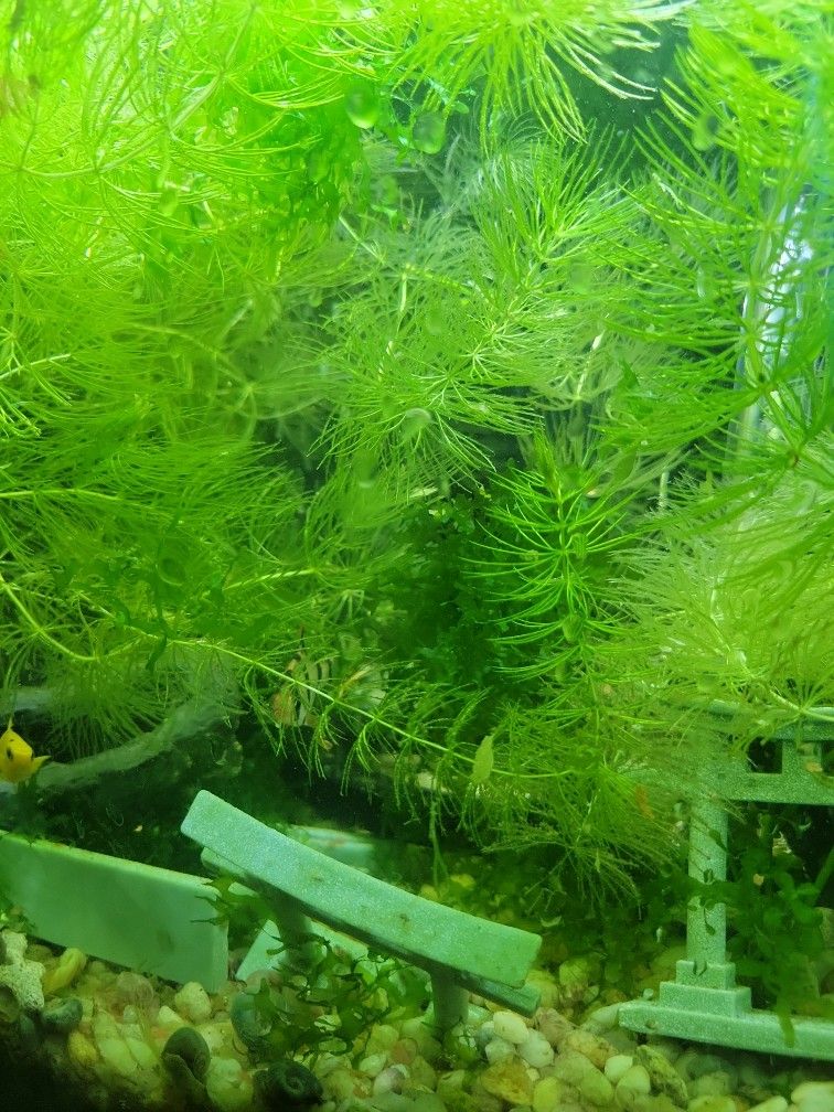 Hornwort- Aquarium Plants