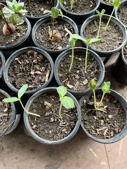 Bottle Gourd Plants Pot Cây Bầu Hồ Lô