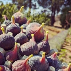 🌿 Shubin Fig Trees – Coming Soon! 🌿