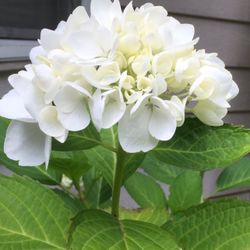 Well Established Baby White Large-leaved Hydrangea.See All Pics.