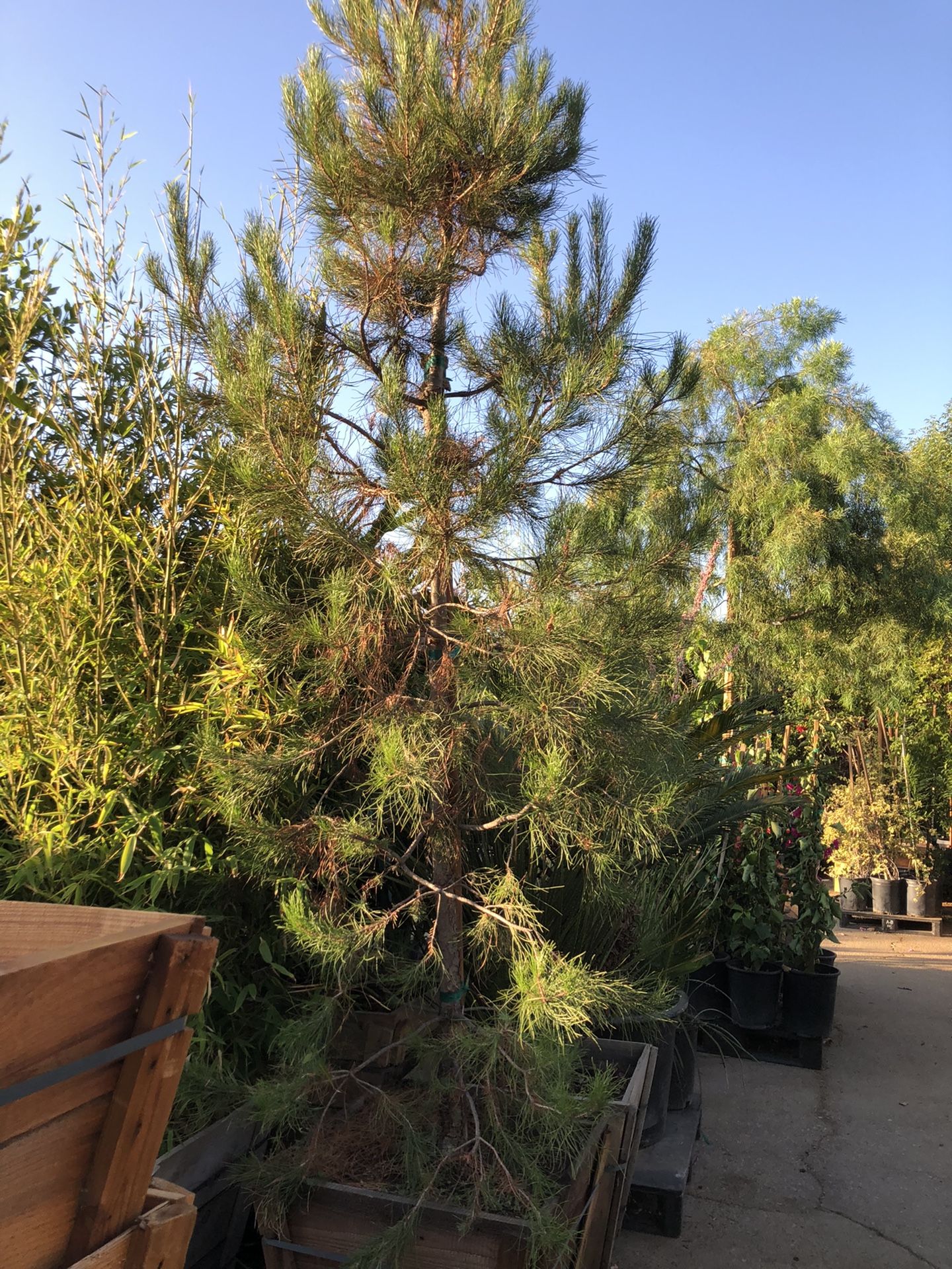 Afghan Pine Tree