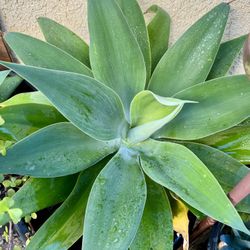 Succulents Plants In Burbank 