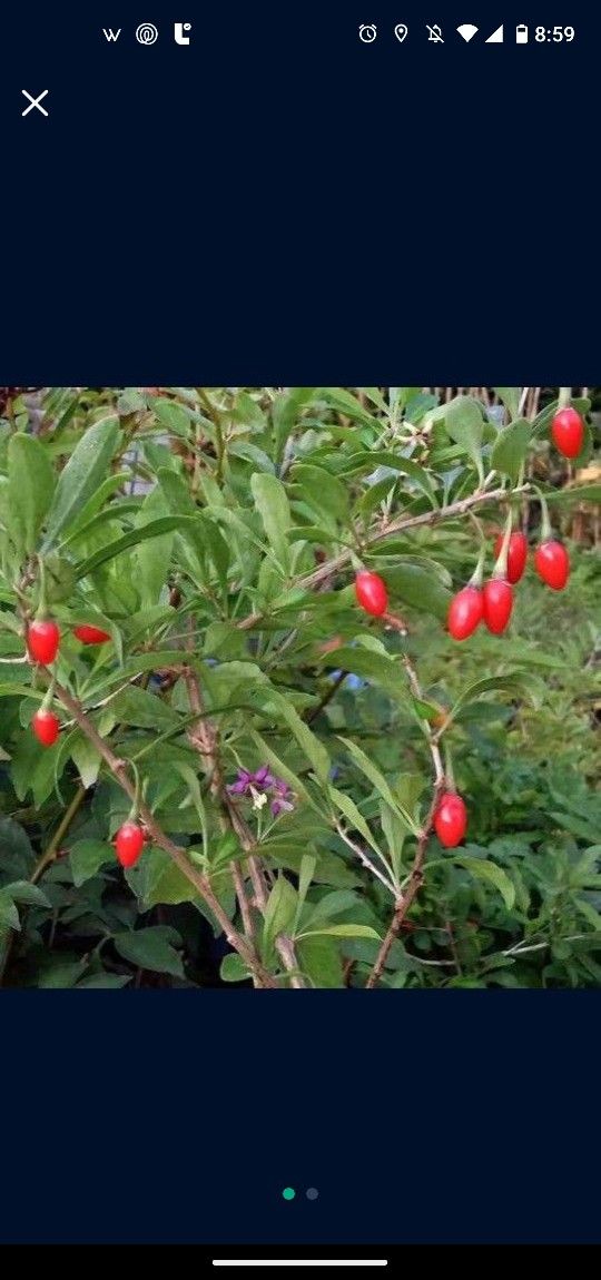 Red Goji Berry Fruit Plants