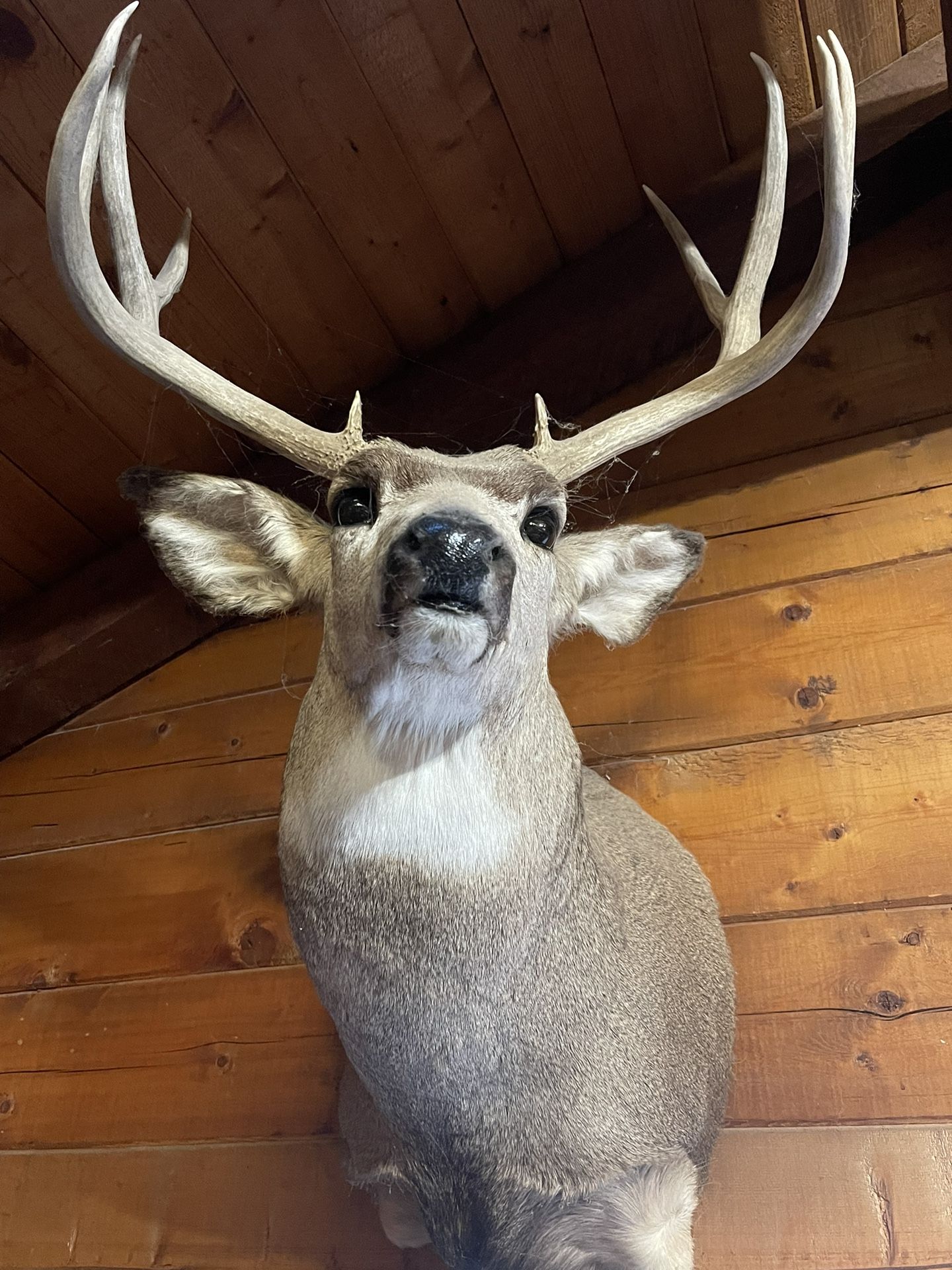 Trophy Mule Deer 5x5