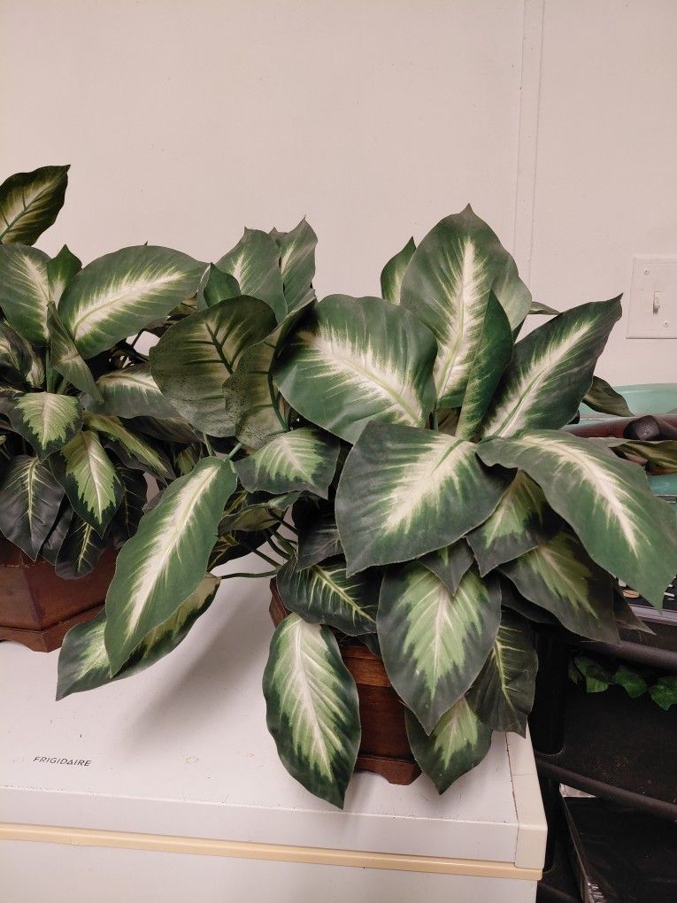 three nearly natural plants