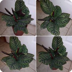 Calathea house plants$20 Each pot