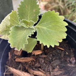 Small Orégano Orejón 