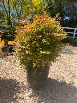 Large Nandina Garden Shrub Plants - 15 gallon pots