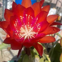 Orchid Cactus