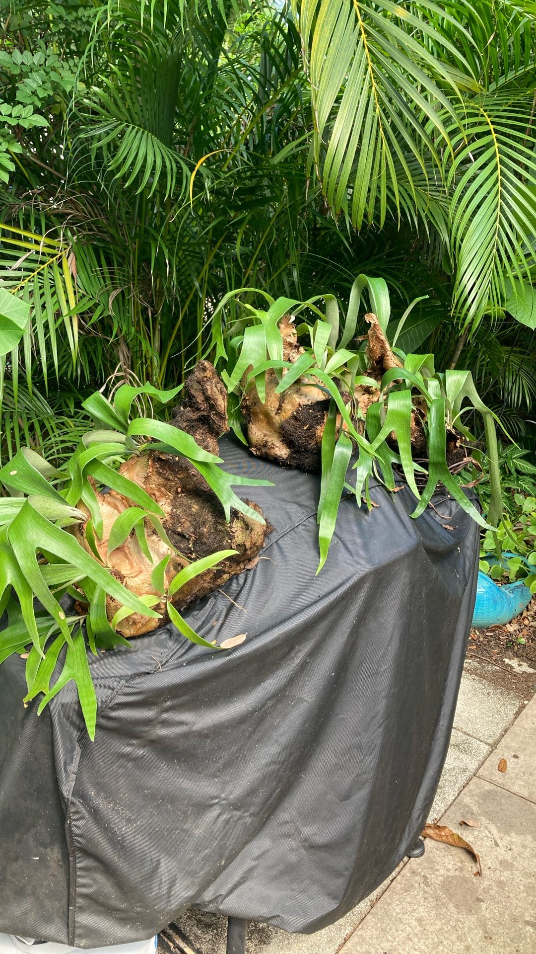 Elk Horn Or Stag Horn Ferns