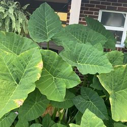 Plants 