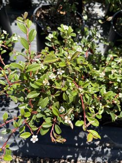 Cotoneaster White Flowers