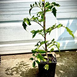 ORGANIC TOMATO PLANTS 1 GALLON SIZE grown here by a Master Gardener to PRODUCE HERE.. 