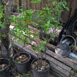 Mandarina   ( Tangerine Tree )