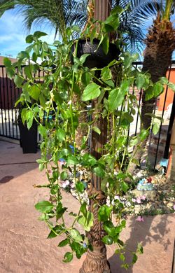 Hanging suculent Plant