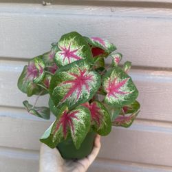 4” Caladium 