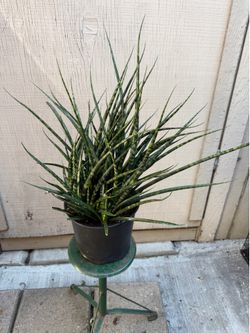 8” Sansiveria fernwood