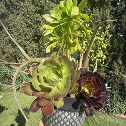 Gorgeous Succulent 