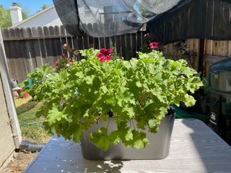 Plant #2