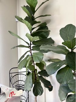 Fiddle leaf plant