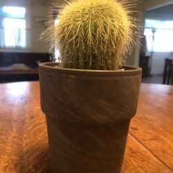 Golden Ball cactus (Parodia leninghausii), 