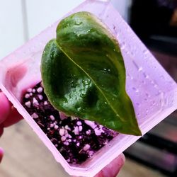 *RARE* Shangri-la Pothos Plant #3