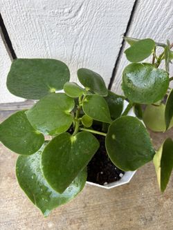 Beautiful heart-shaped plant ♥️