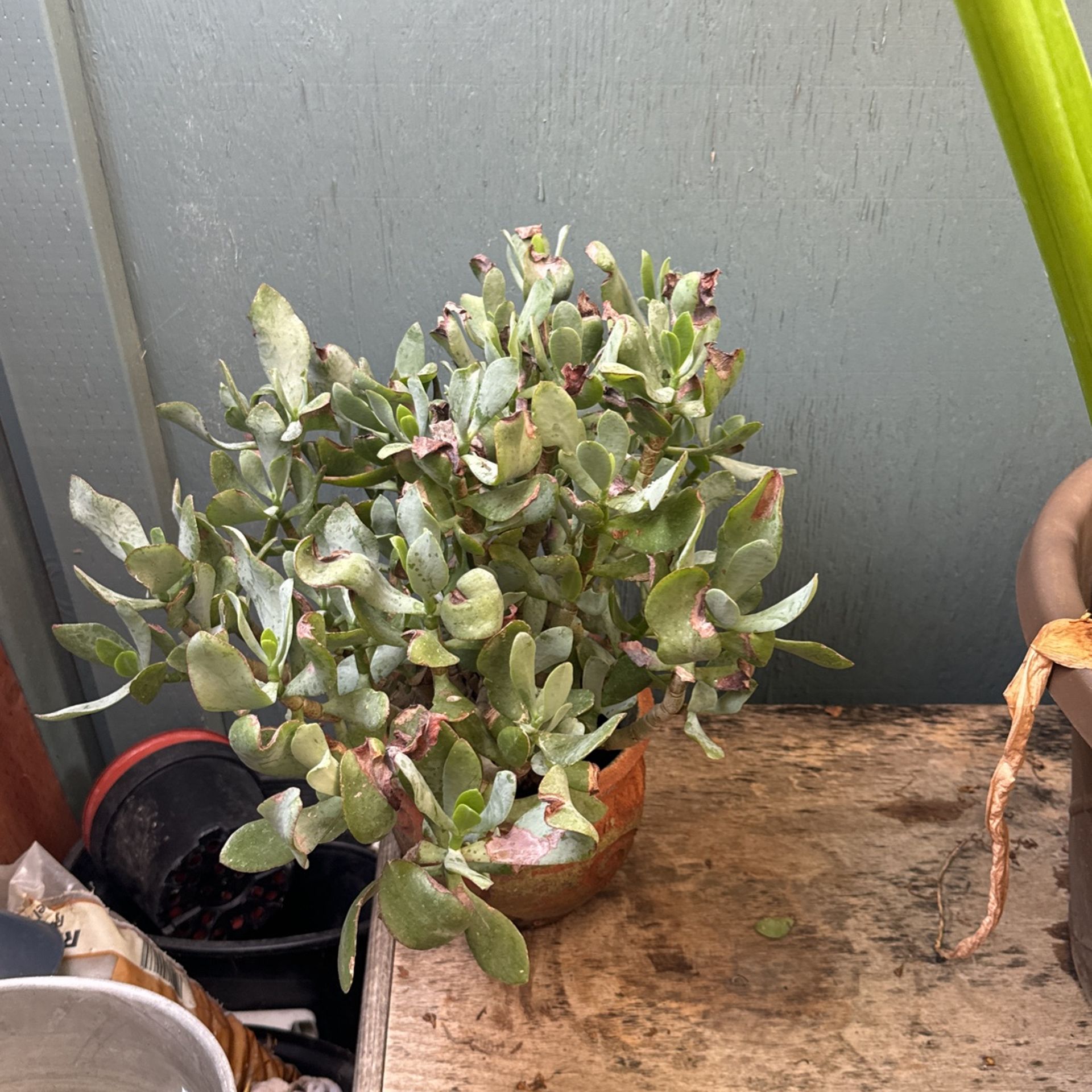 Nice Plant If You Want It 15 Bucks