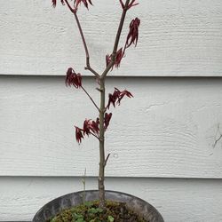 Bonsai Maple