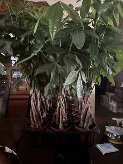 Money Tree