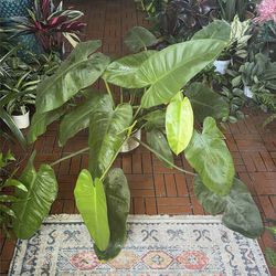 Philodendron Jose Buono tropical houseplant 6” potted plant