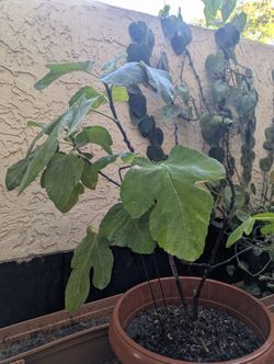 Figs plant