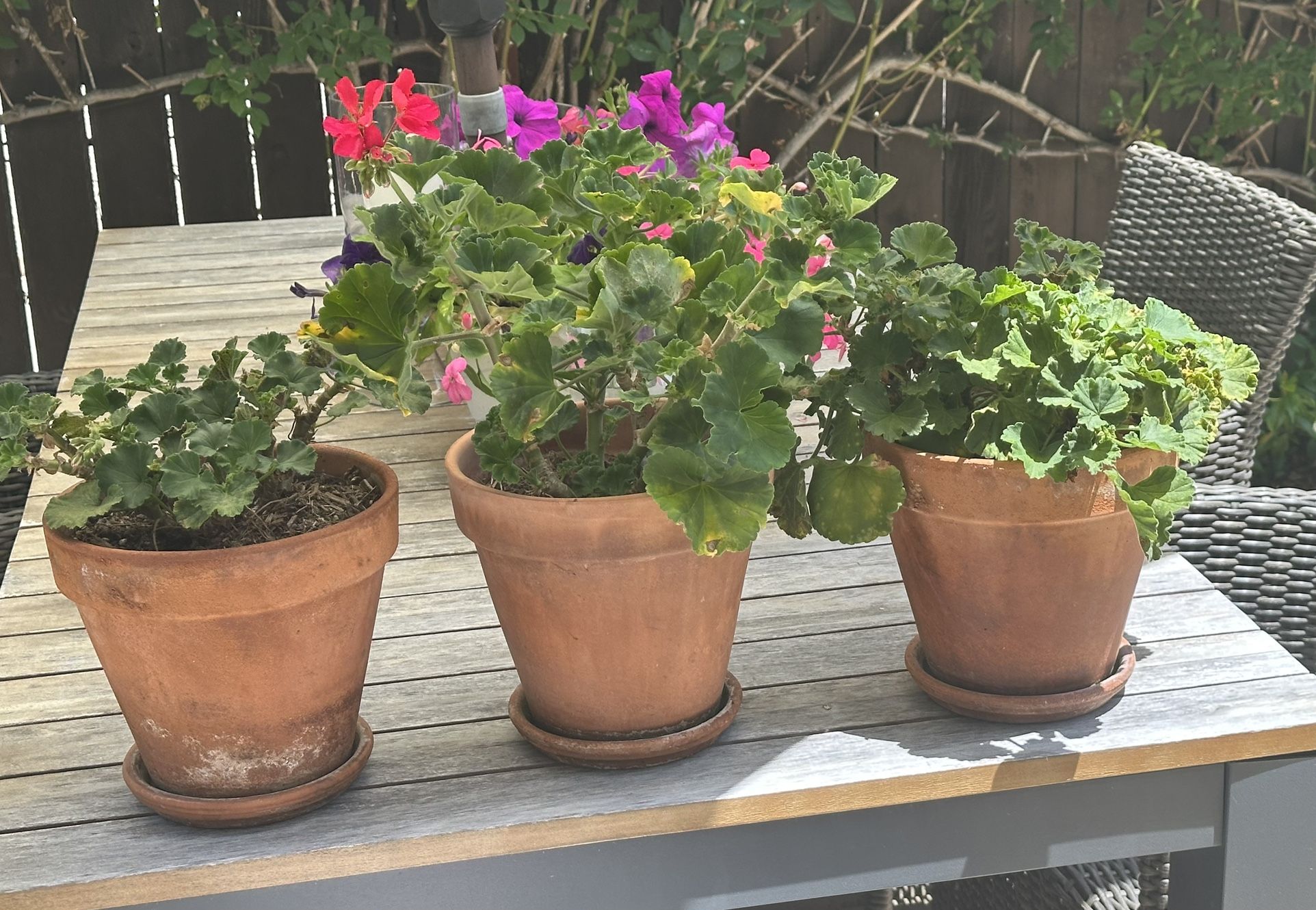 3-8" Geranium Terracotta Pots With Saucer