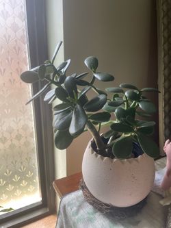 Jade Plant