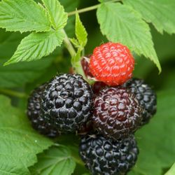 🍇Raspberry Plant (Jewel)Frambuesa 