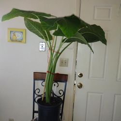 Big Plant 