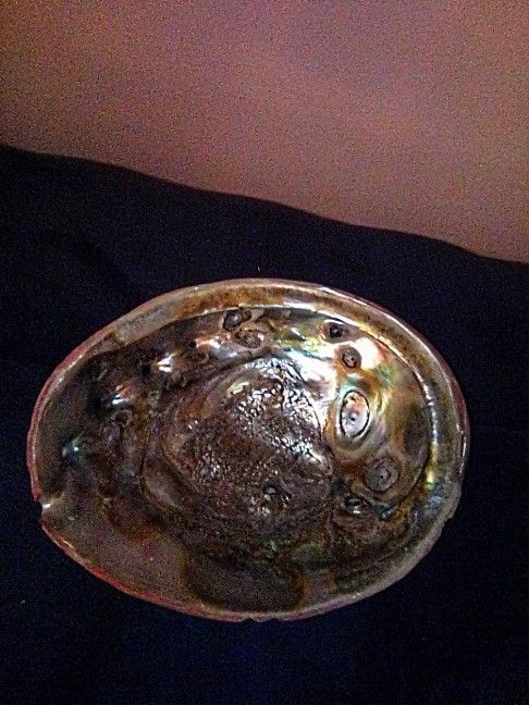 7 × 8 IN Abalone Shell
