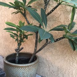 Plumeria Plant