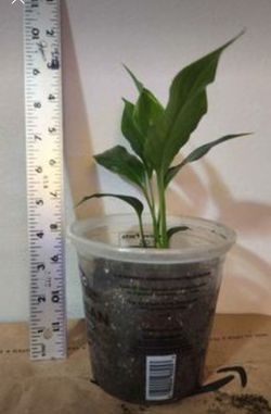 5in peace lily indoor plant houseplants and gardening Thumbnail