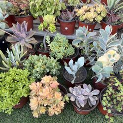 Variety Of Succulents Plants 