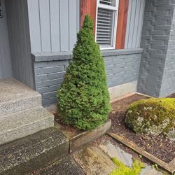 Dwarf Alberta Spruce