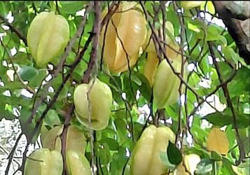 Star Fruit Organic Fresh From Tree