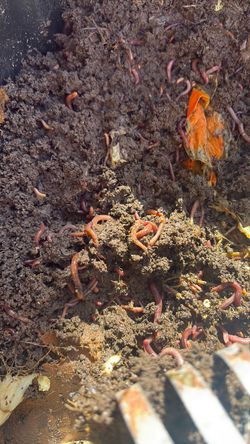 Red Wigglers Eisenia Fetida (1000 Worms )