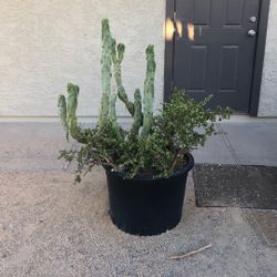 Totempole Elephants Food Cactus Plant