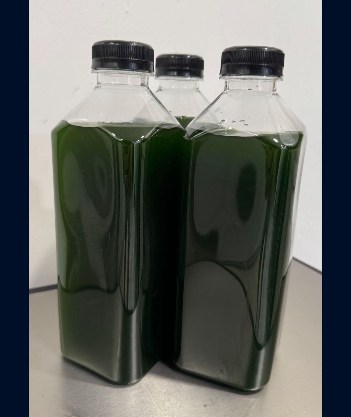 Phytoplankton, Really high concentration. 32oz, Copepods & Chaetomorpha